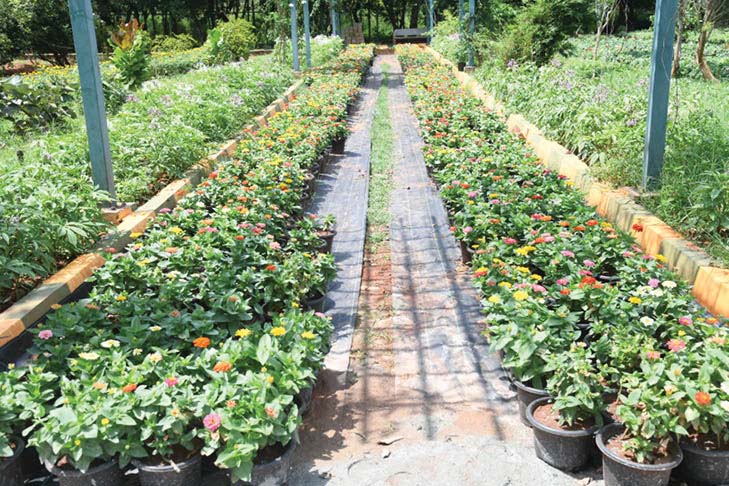 Lingambudhi Botanical Garden
