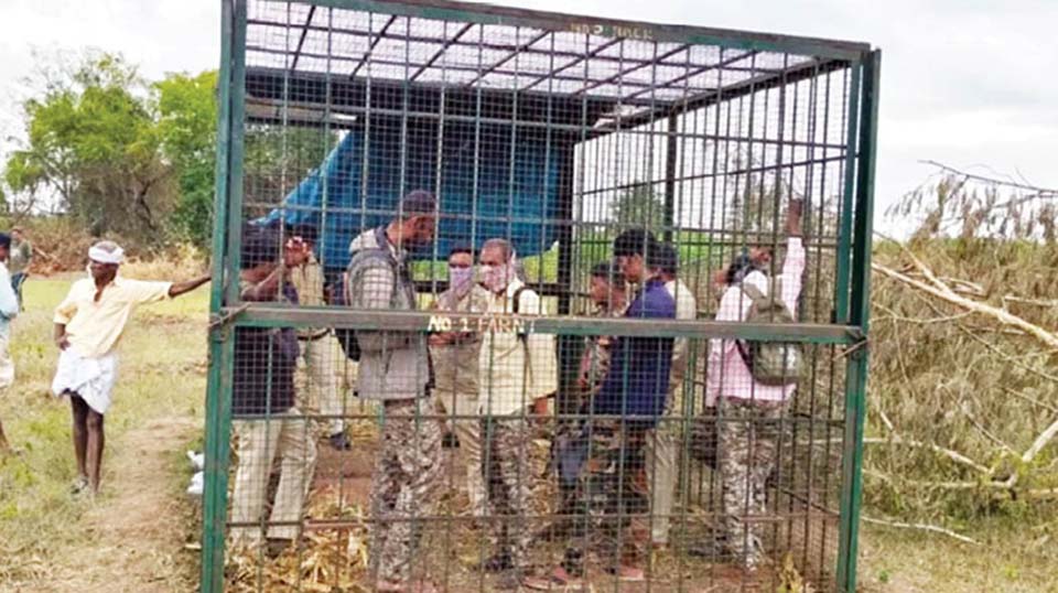 Villagers cage Forest Staff:  Forest Department’s failure to capture tiger which is killing livestock angers villagers