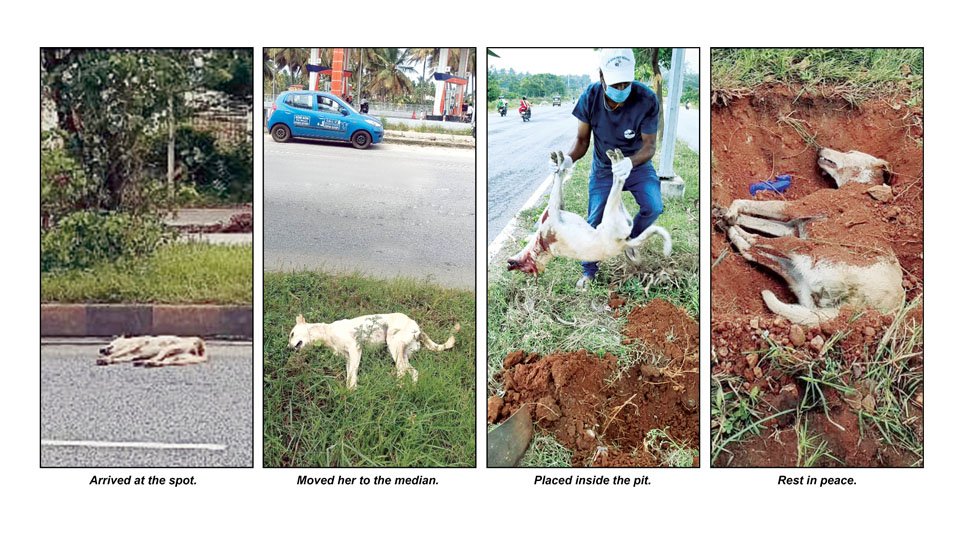 He turns roadkill tragedy into Mission of Compassion