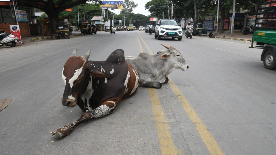 Stray crackdown: MCC raises fines, catches 123 animals