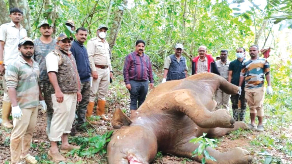 Female elephant drowns in Cauvery River
