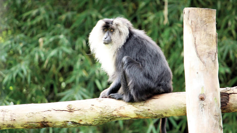 Male Lion-tailed Macaque ‘Raja’ dies at Mysuru Zoo