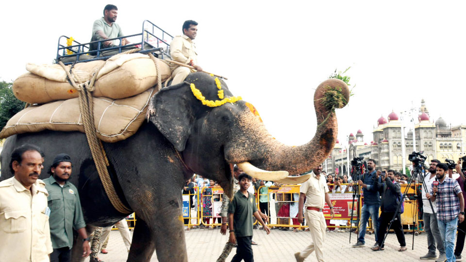 Weight Training for Dasara jumbos begins