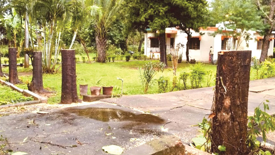 Over 10 trees axed in CSRTI Director’s official residence premises
