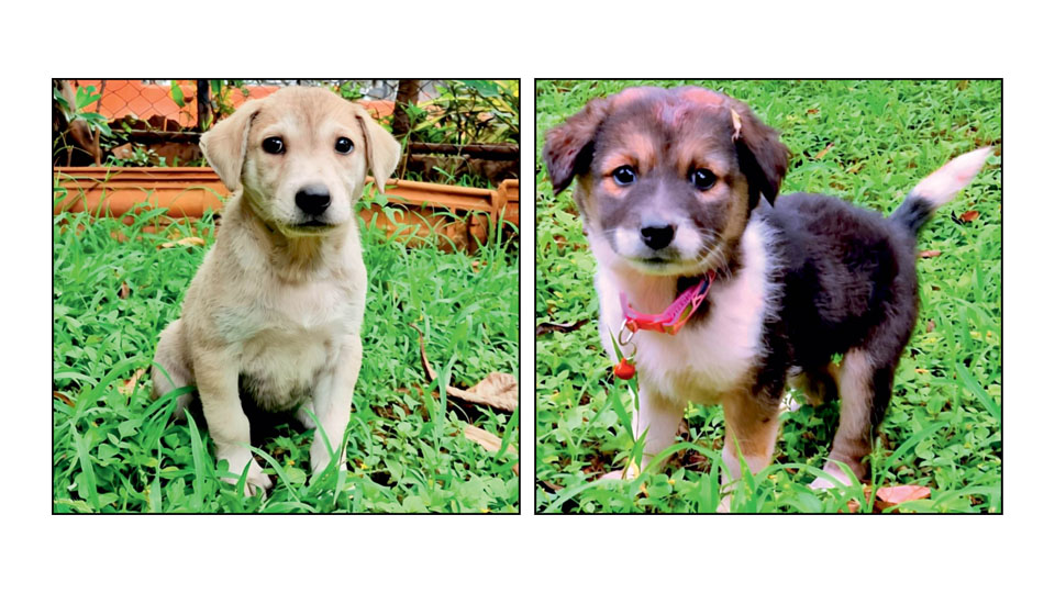 Star Pups: Adopt us…
