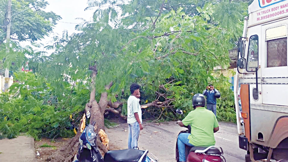 Tree falls, road blocked after truck collision