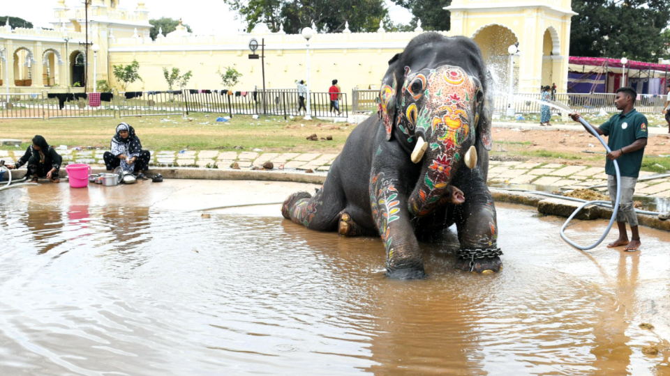 Farewell to Dasara Jumbos tomorrow