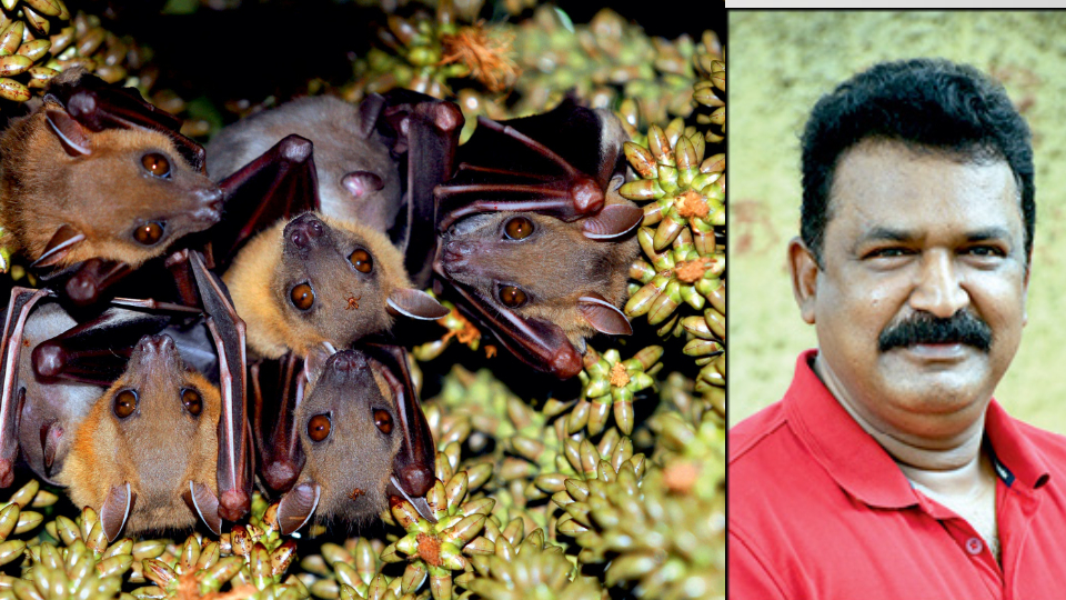 ‘Home of Fruit Bats’ wins prize in Zoo Photography Contest