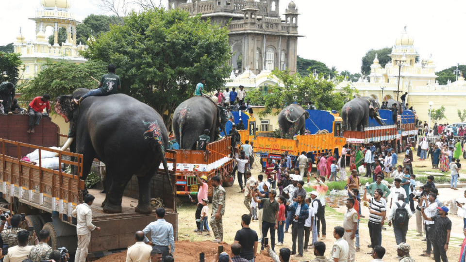 Jumbos back to jungle