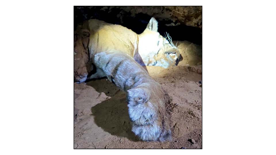 Another tiger found dead at MM Hills Wildlife Sanctuary