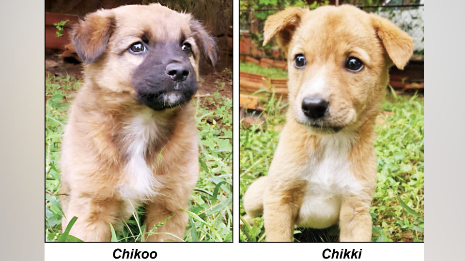 Star Pups: Adopt us…