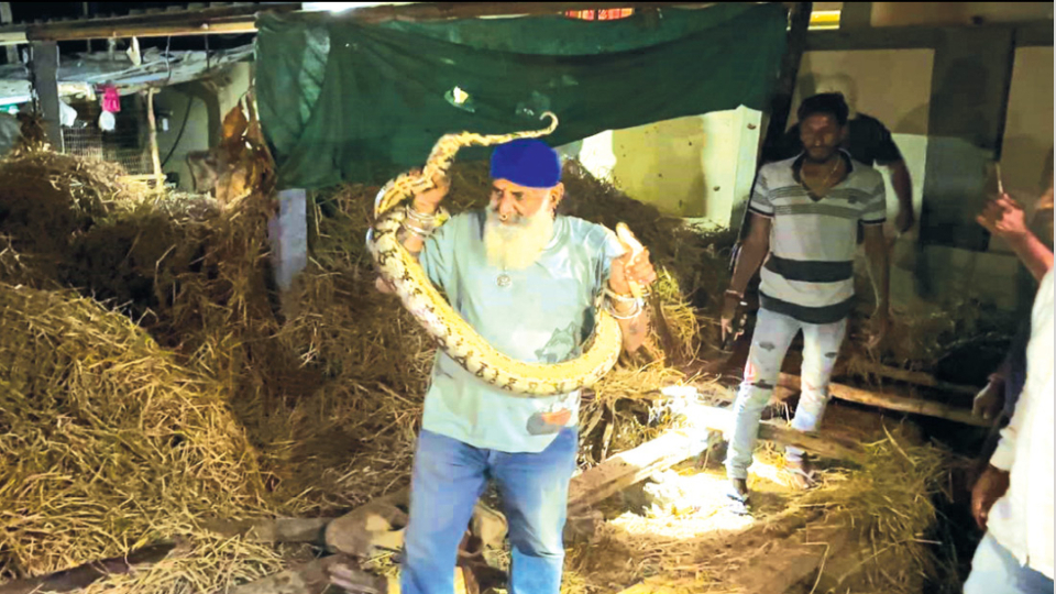 Snake Shyam rescues over 90,000 snakes