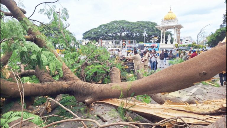 Two injured as tree falls on autos near Curzon Park - Star of Mysore