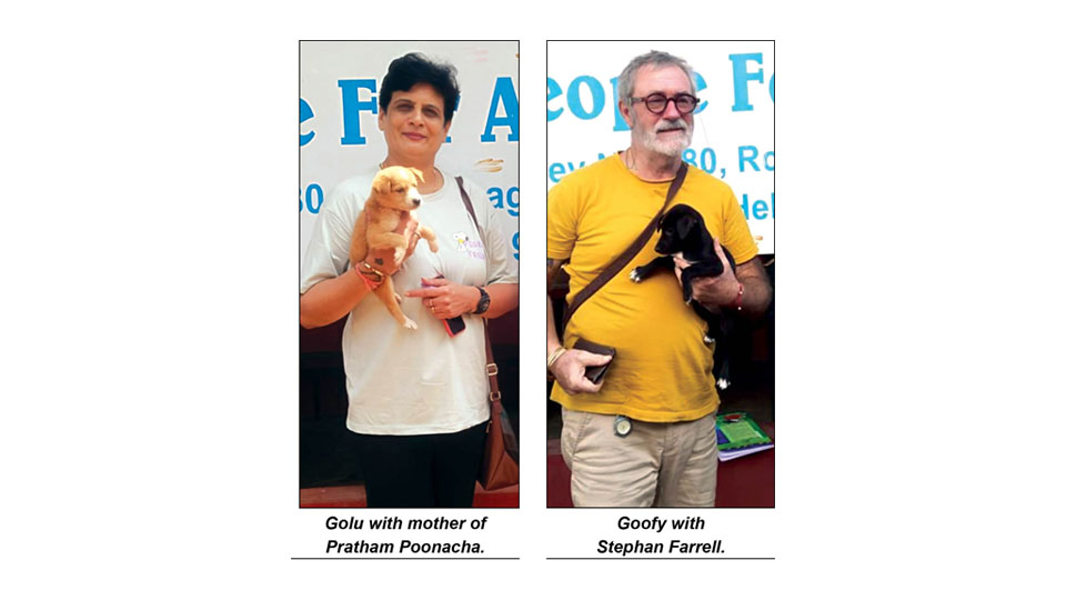 Star Pups: Find a Home |We are adopted