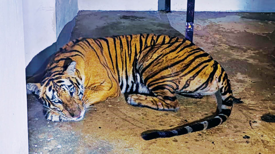 Mysuru sees 22 tigers captured over 42 days
