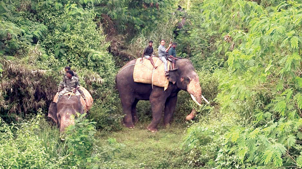 No sign of killer tiger Forest Dept. decides to continue combing operation