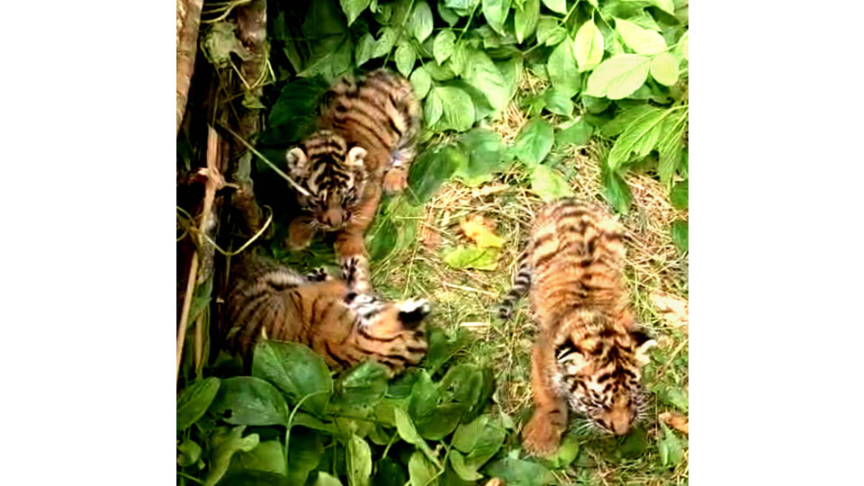 Three tiger cubs rescued