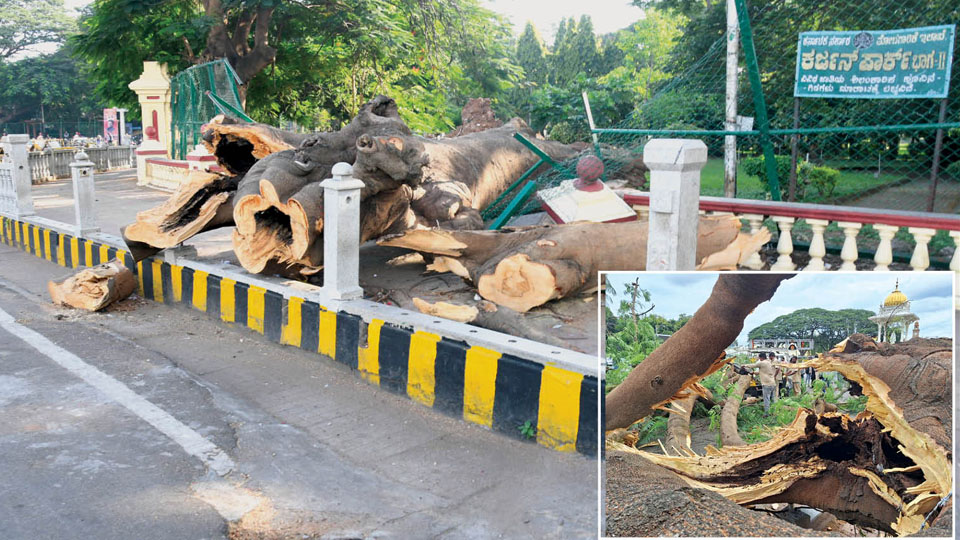 Tree falls on Oct. 24; trunk, branches not cleared even after 27 days