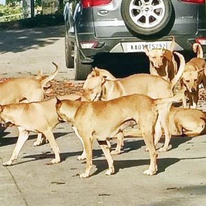 Stray dog menace in J.P. Nagar