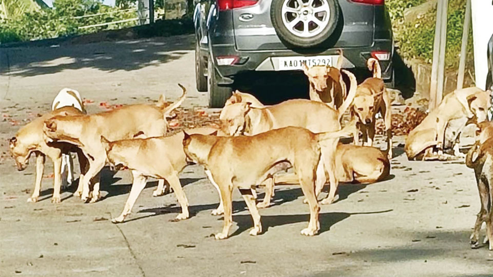 Where are the real dog-lovers?