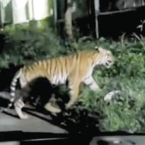 Tiger jumps out of BEML compound; video goes viral on social media