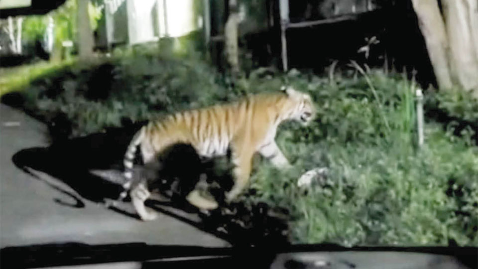 बाघ विशाल बीईएमएल परिसर के अंदर घूम रहा है
