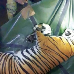 Combing operations on since Oct. 16… 10 Tigers trapped