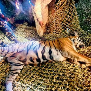 Tigress darted at dawn after night-long chase