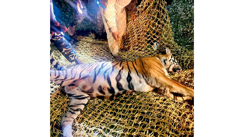 Tigress darted at dawn after night-long chase