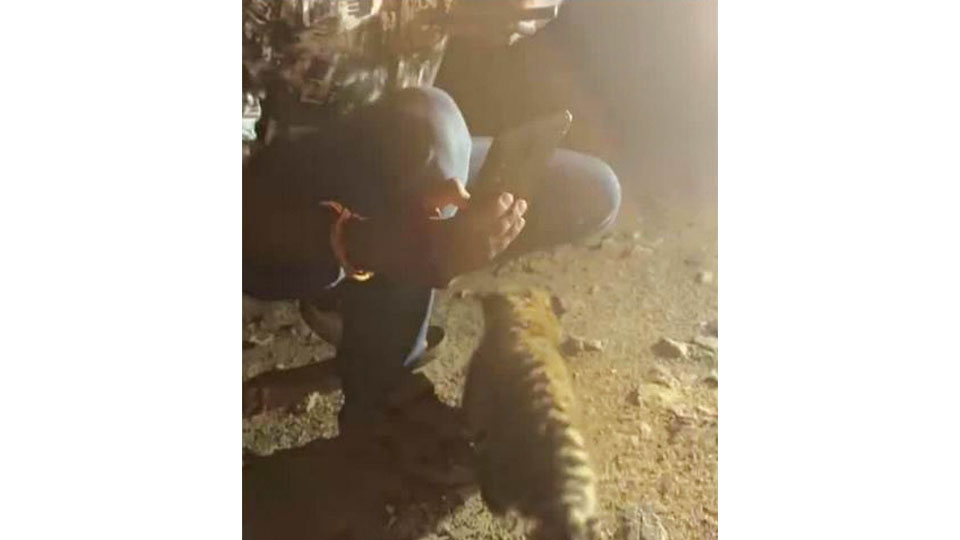 Two ‘shoot video’ with tiger cubs in BRT; Minister orders CID probe