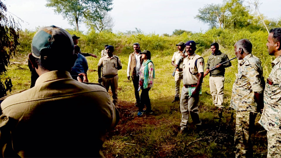 Elusive tiger keeps combing Forest personnel on toes