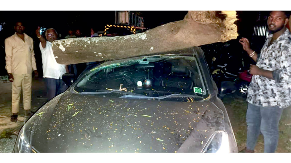 Car damaged as tree branch falls
