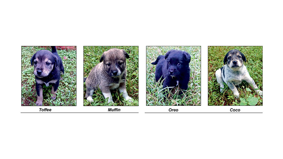 Star Pups: Adopt us…