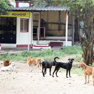 Plan ready to rein in stray dogs