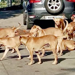 16,789 dog bite cases in Mysuru district this year