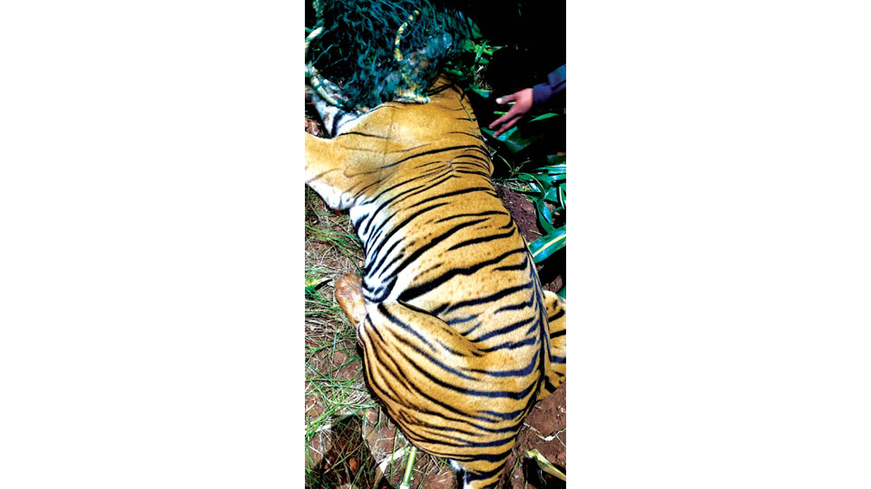 Tigress captured near Hanagod in Hunsur Division