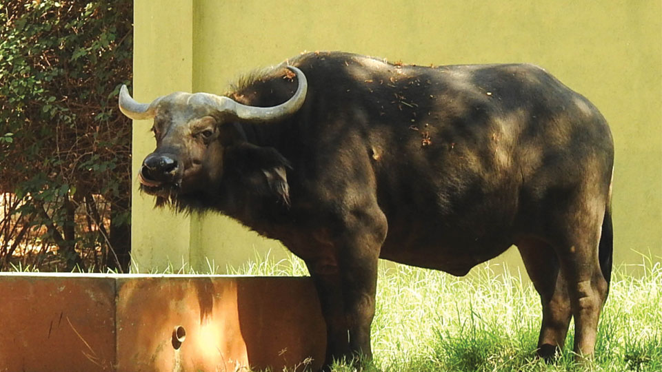 Cape Buffalo dies at Mysuru Zoo