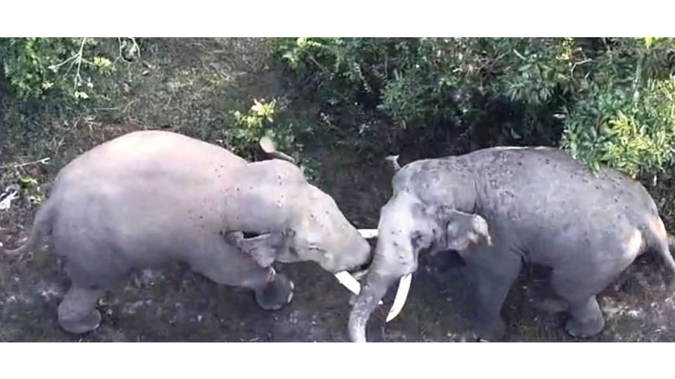 Wild elephant Bheema clashes with Captain, loses tusk