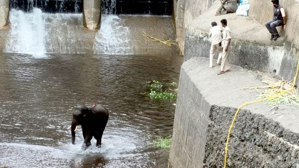 Jumbo rescued from canal