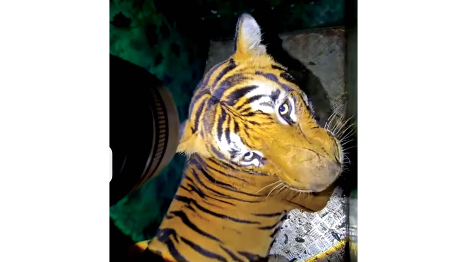 Tiger captured near Saragur