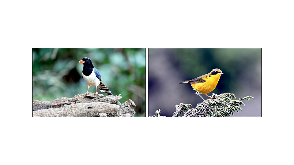 ‘Wings & Feathers’: Himalayan Birds Photography Expo in city this weekend