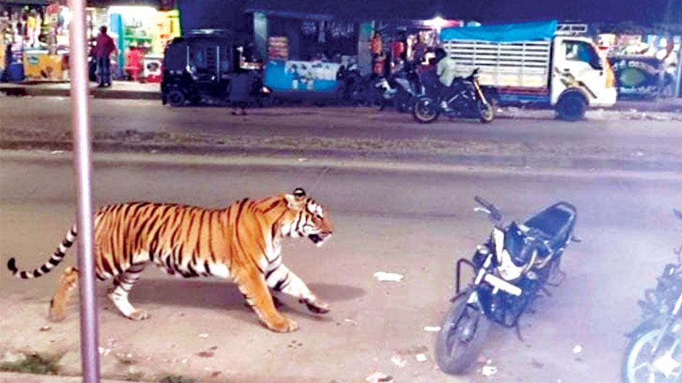 Forest Dept. to take stern action against those creating fake news