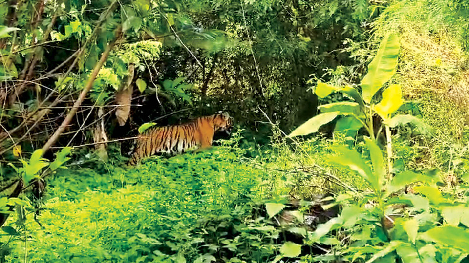 Wild animal menace at villages along forest fringes: Villagers instructed not to move alone