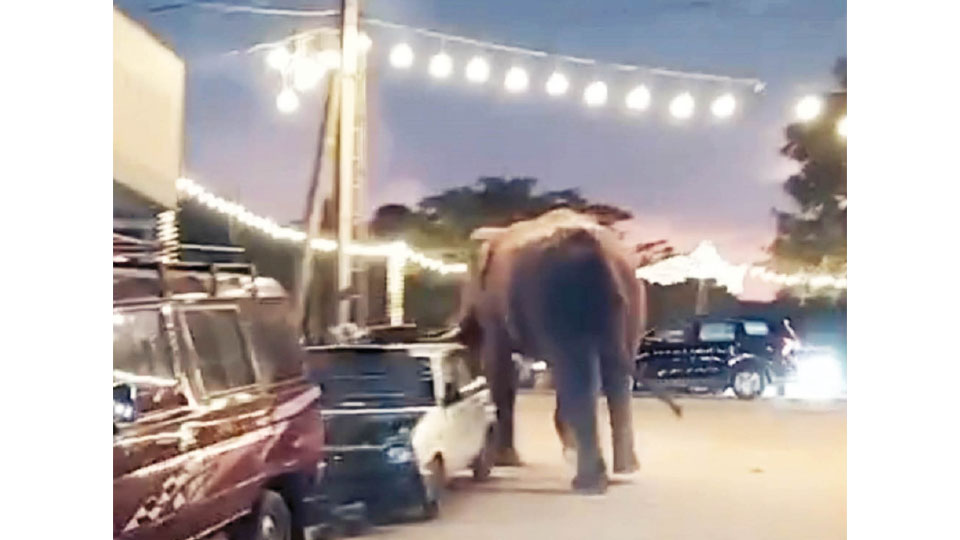 Gentle giant on the run…