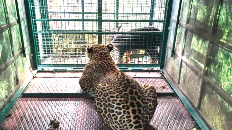 Leopard trapped near Bommanahalli