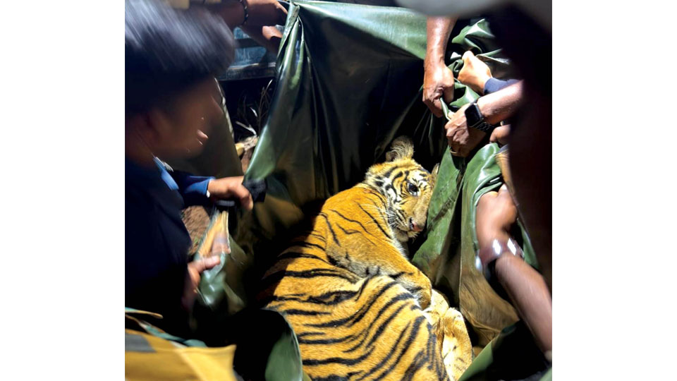 Combing operation: Forest personnel rescue tiger cub