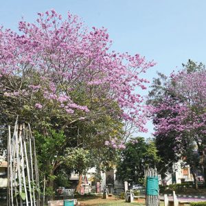 It’s blooming Pink...