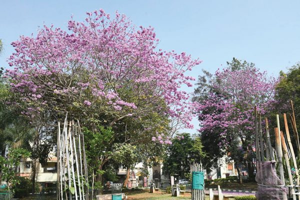 It’s blooming Pink...