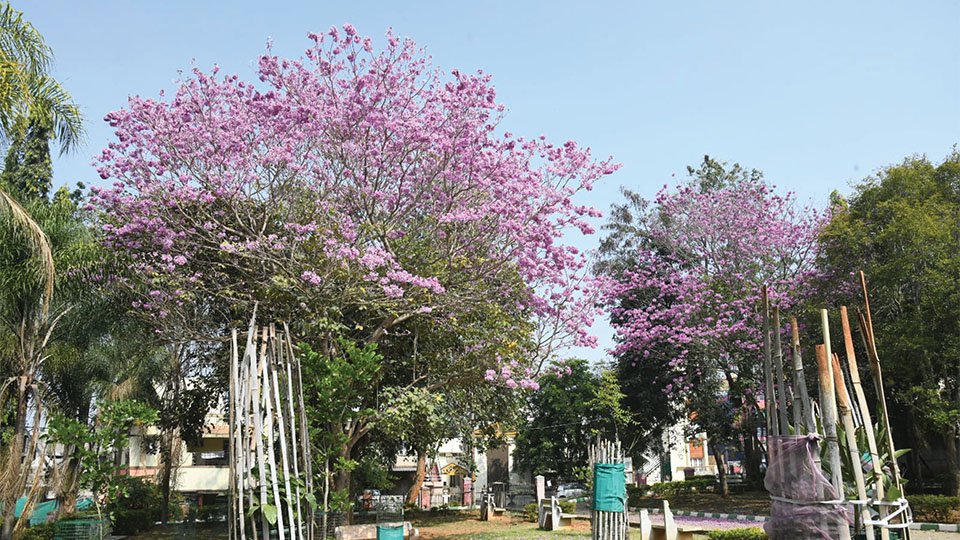 It’s blooming Pink…