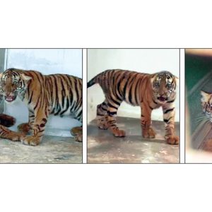 Four tiger cubs die after rescue